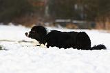 BORDER COLLIE 1147